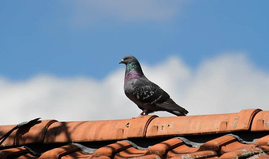 How to proof for birds?