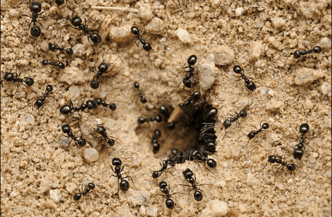 How to proof & bait for ants?